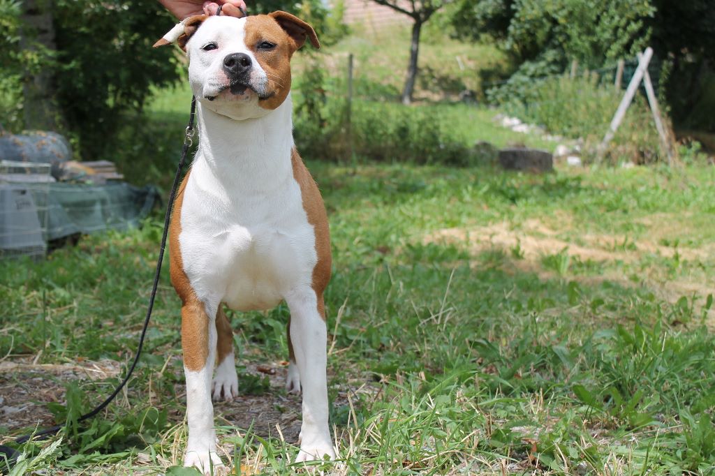 Les American Staffordshire Terrier de l'affixe Of Miss And  You